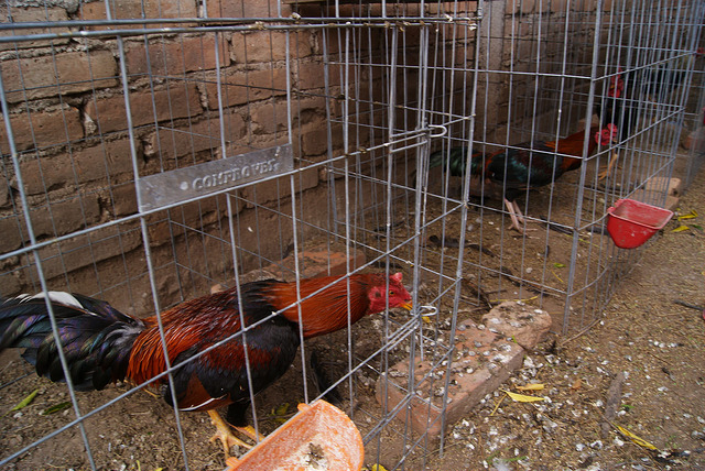 Buscan prohibir peleas de gallos en el país