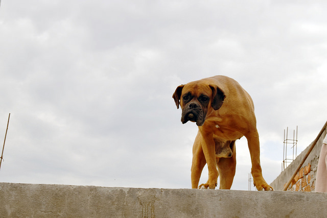 Plan Estatal de Desarrollo dejó fuera temas de protección animal