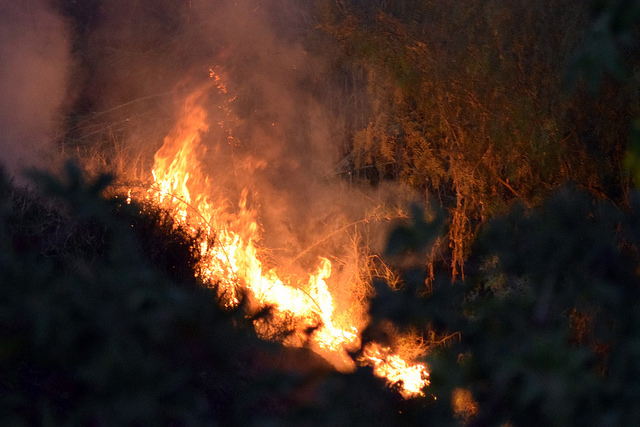 Devastaron incendios 1,600 hectáreas de áreas naturales protegidas