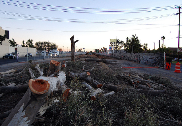 Talar un árbol centenario es desperdiciar miles de pesos