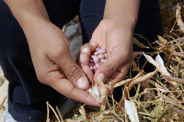 Amplían el Seguro Agrícola Catastrófico para campesinos del estado