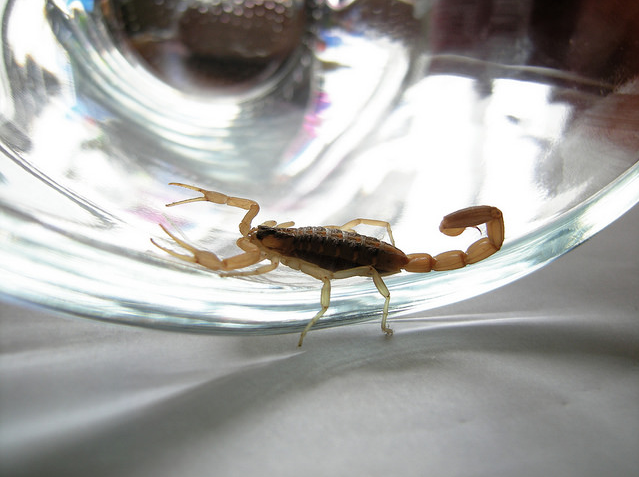 Emiten recomendaciones para prevenir picaduras de alacrán