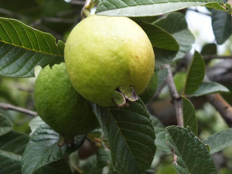 Entrega de paquetes tecnológicos para productores de guayaba de Calvillo
