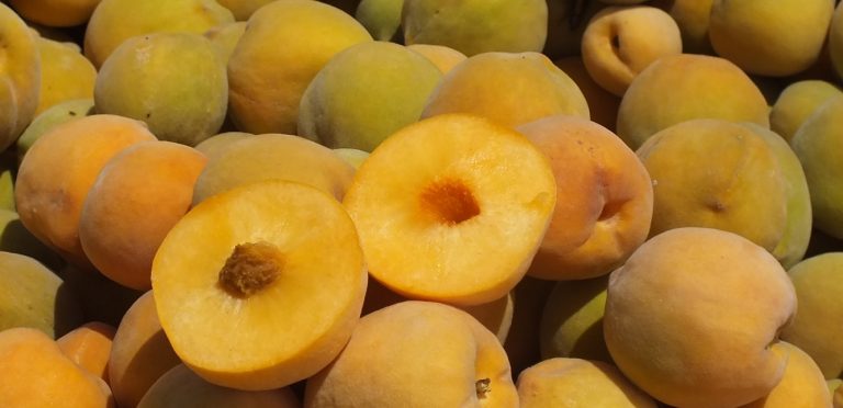 Se usa tecnología de vanguardia en el estado en el cultivo de durazno