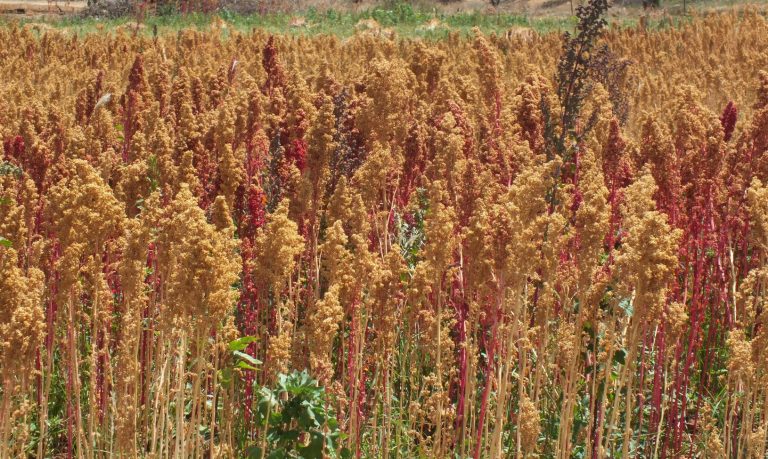 Cultivos de chía, amaranto y quinoa son opciones rentables para productores de Aguascalientes