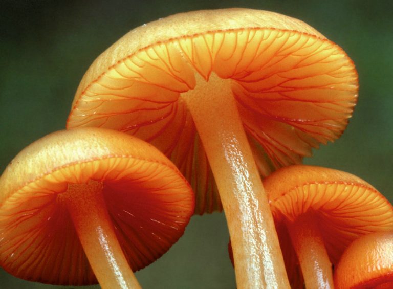 Recuperan investigadores conocimiento ancestral sobre los hongos