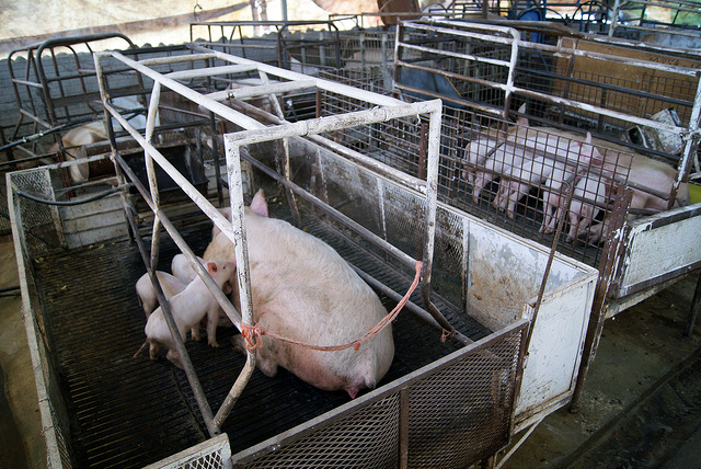 Regulación Sanitaria confirma intoxicaciones por clembuterol