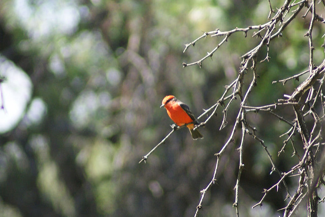 Frenan parque ecológico en área natural protegida