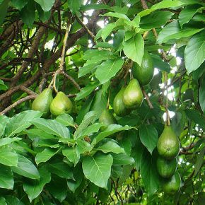 24750036_80f9ed93bf_z