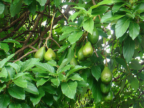Incursiona Aguascalientes en el cultivo de aguacate