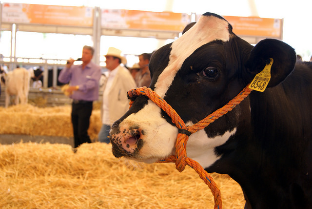 Presentan iniciativa de ley para el desarrollo pecuario