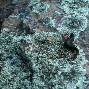 29663919400_d4e5ede484_z