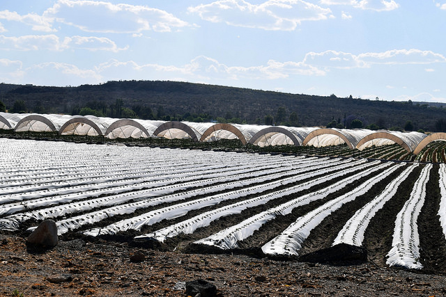 Faltan 500 millones de pesos para concluir Distrito de Riego 01