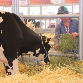 34191238852_f543b244ea_z