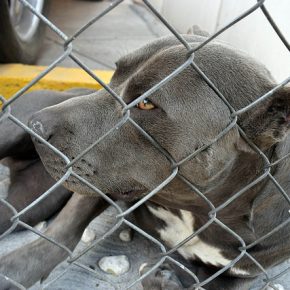 35119356671_f87dfcd613_z