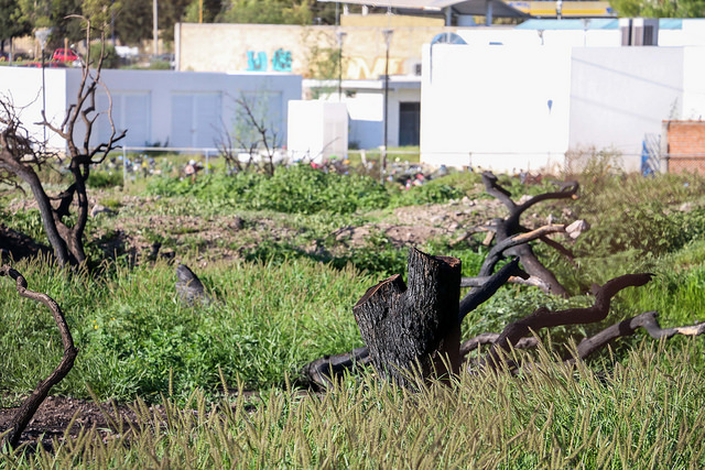 Medio Ambiente y Desarrollo Sustentable municipal lleva un mes sin titular