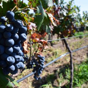 36323493635_b32536b8a0_z