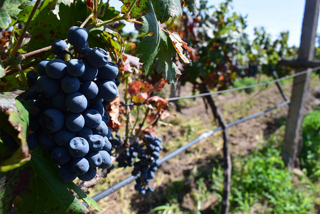 Tecnificar el campo permite mejorar la calidad de los vinos de Aguascalientes