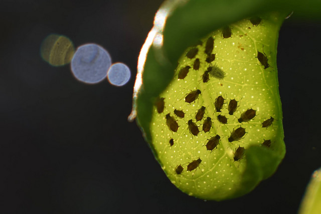 Escarabajos / Biodiversidad