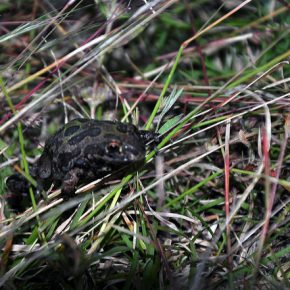 8055552605_a562dcf88b_z