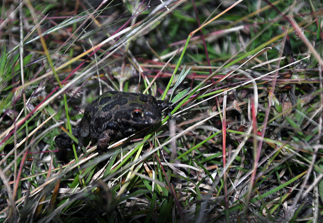 Avanza construcción de parque industrial aledaño a sitio Ramsar