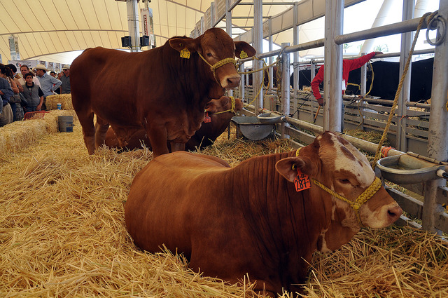 Reactivan proyecto de rastro bovino para la exportación de cárnicos locales