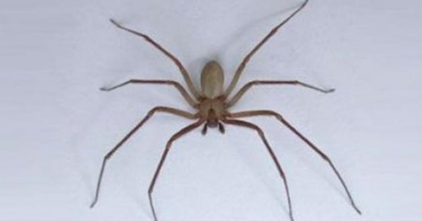 Emiten recomendaciones contra la araña violinista