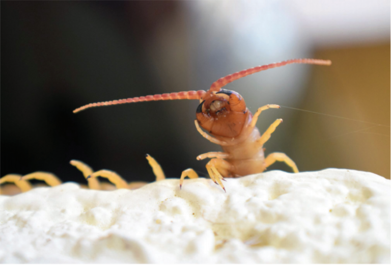 Entre piedras y hojarasca / Biodiversidad | Cienpiés