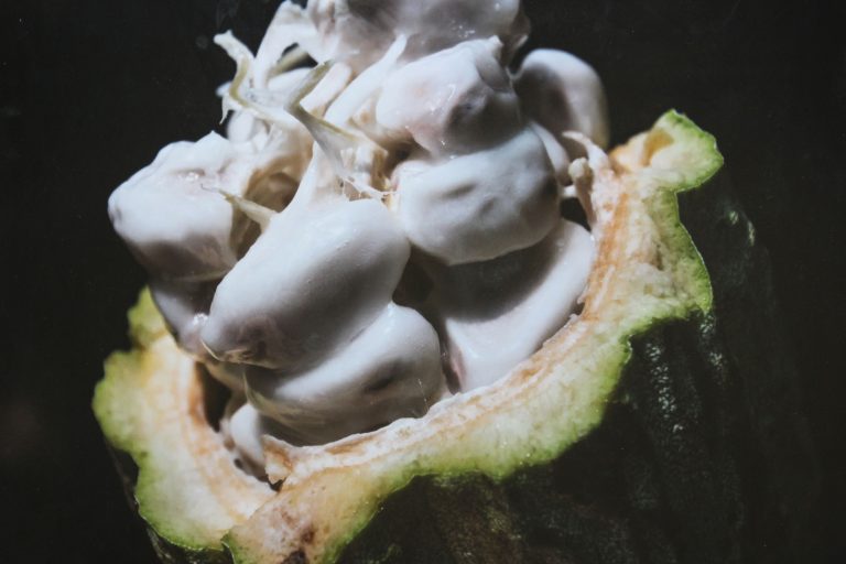 Genera México sólo 2 por ciento de la producción mundial de cacao