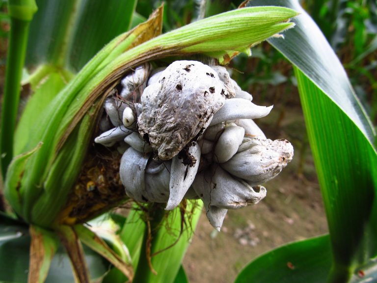 Encuentran posible solución a plagas en gramíneas