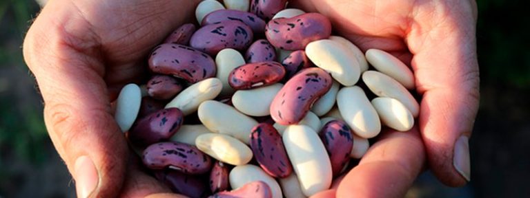 Frijol tépari, contra cáncer de colon