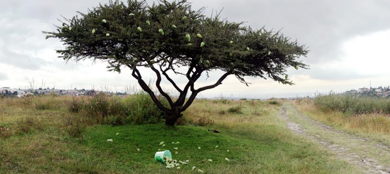 En Aguascalientes, Natura: paisaje latinoamericano de la Colección Femsa