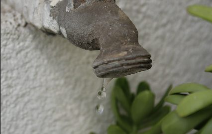 Investigan sensores de plantas que detectan escasez de agua