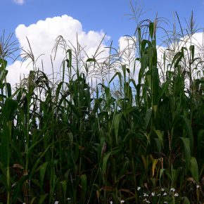 15075657166_a6be59f995_z