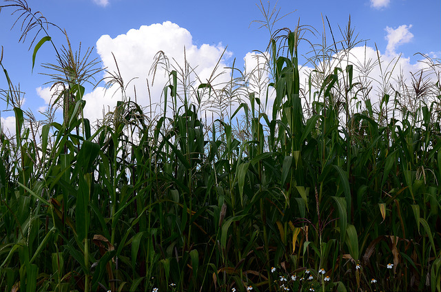 Tecnología para incrementar productividad en Expo maíz 2017