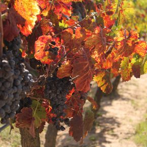 15093645545_1cc08b7554_z