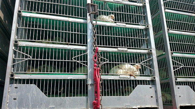 Avicultores apoyan iniciativa de ley para el Desarrollo Pecuario