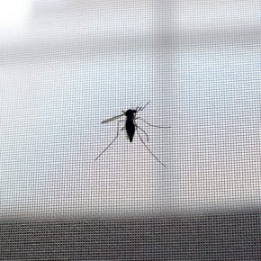 29237954384_cb5d079b1a_z