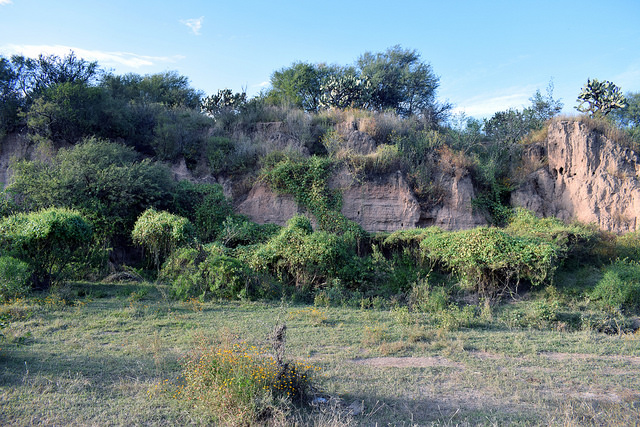 Se deslinda del Bosque de Cobos titular de Semadesu