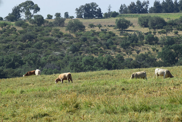 Analizan la Ley para el Desarrollo Pecuario del estado