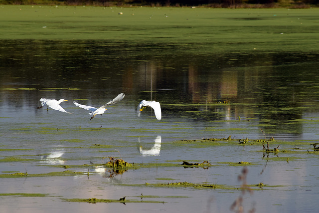 Avalan sanciones para quienes dañen o causen deterioro a la biodiversidad