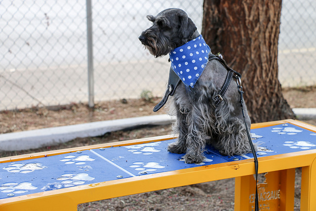 Continúa la campaña de Vacunación Antirrábica