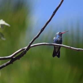 31788664923_39872eb76b_z