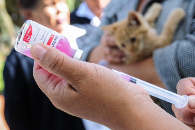 Gratuita, la vacuna contra la rabia