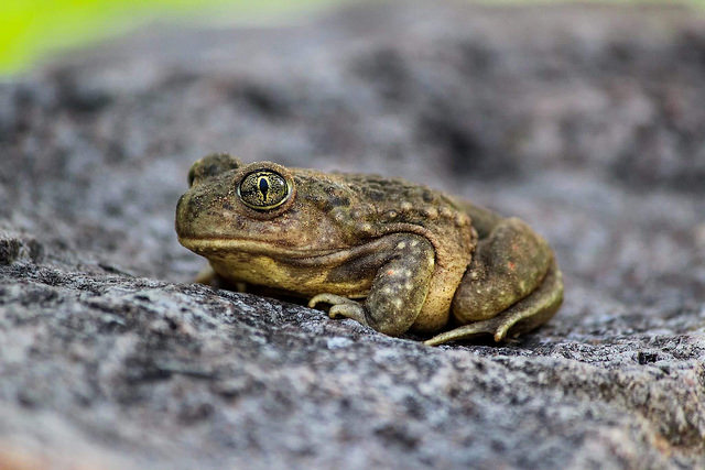 Biodiversidad: Ranas