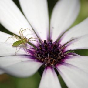 36450833553_9c56a46915_z