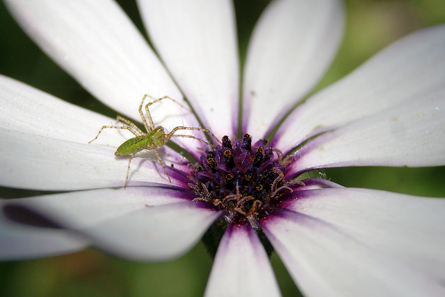 Biodiversidad: Arañas lince