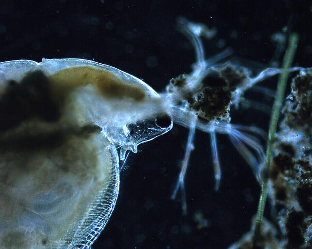 Biodiversidad: Alucinación compartida