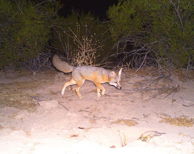 Biodiversidad: Zorro