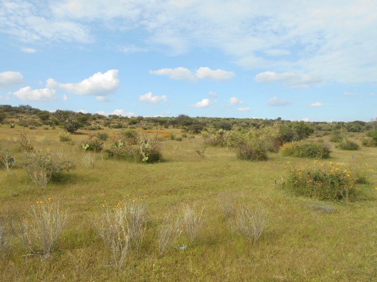 Realiza Profepa recorrido en predio Bosque de Cobos
